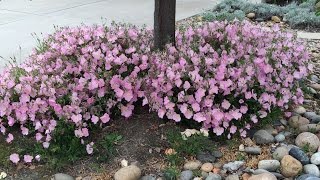 Oenothera speciosa Rosea  Mexican Evening Primrose [upl. by Mehta]