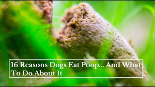 16 Reasons Dogs Eat Poop  And What To Do About It [upl. by Acenes]