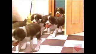 Purina Dog Food  Television Commercial  1991 [upl. by Minnaminnie523]