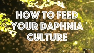 How To Feed Your Daphnia Culture [upl. by Noyar]