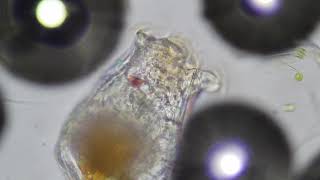 Zooplankton Feeding Under Microscope Rotifers [upl. by Jordain]