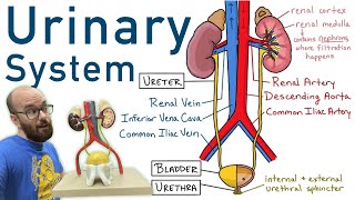 Urinary System  Structure Function Plastinated Kidney and Bladder 3D Model [upl. by Sonitnatsok725]