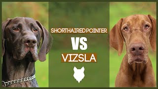 GERMAN SHORTHAIRED POINTER VS VIZSLA [upl. by Reviere81]