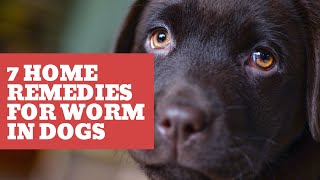 7 home remedies for worms in dogs [upl. by Buote]