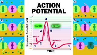 THE ACTION POTENTIAL [upl. by Alyks]