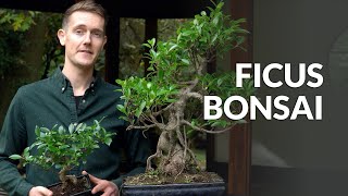 Ficus Bonsai tree care [upl. by Butterworth]