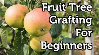 Fruit Tree Grafting for Beginners [upl. by Routh]