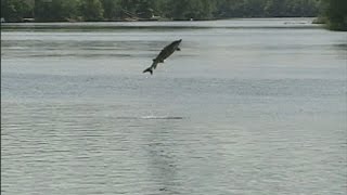 5YearOld Girl Killed Family Injured After Massive Sturgeon Attacks Boat [upl. by Atinhoj]