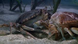 Arthropods  Blue Crab Molting [upl. by Nho]