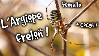 ARGIOPE FRELON   AMDE  FOCUS [upl. by Rihana]