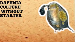 HOW TO CULTURE DAPHNIA NATURALLY WITHOUT A STARTER [upl. by Nomihs764]