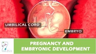 Pregnancy and Embryonic Development [upl. by Sedberry]