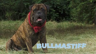 Bullmastiff Dog Breed 101 [upl. by Okemak112]