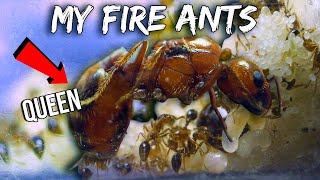 MY GROWING ARMY OF FIRE ANTS  GETTING BIGGER amp MORE COMPLEX [upl. by Arriaet]