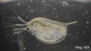 Daphnia magna under the Microscope [upl. by Russ983]