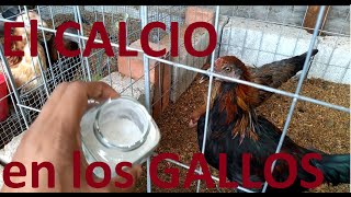 El CALCIO en los GALLOS DE PELEA  MudaPelecha [upl. by Moraj491]