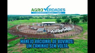 Manejo Racional de Bovinos Um caminho sem volta [upl. by Acsecnarf]