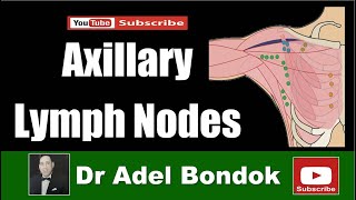 LYMPH NODE Anatomy amp Histology Simplified  Lymphatic System [upl. by Eniksre]