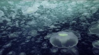 Open Ocean 10 Hours of Relaxing Oceanscapes  BBC Earth [upl. by Nedearb]