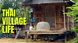 VILLAGE LIFE IN THAILAND what its like in a small Issan villageชีวิตในหมู่บ้านพิมายประเทศไทย [upl. by Everara]