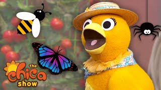 Chica Learns About Bugs 🐛 The Chica Show  Universal Kids Preschool [upl. by Lenhard]