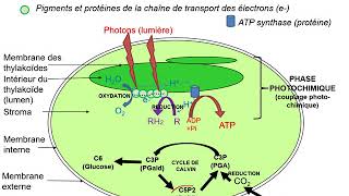 schema bilan photosynthese [upl. by Lucille10]