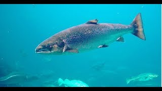 Facts The Atlantic Salmon [upl. by Yasnyl]