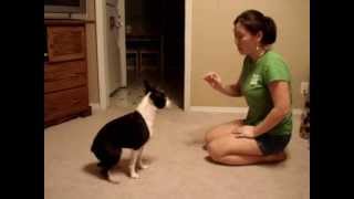 Boston Terrier Tricks [upl. by Teece391]