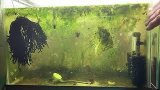 Scuds Daphnia Cherry Shrimp Copepods My aquatic food culture [upl. by Arymas]