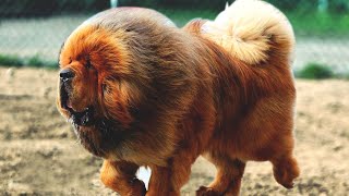 The Powerful Massive Defender  Tibetan Mastiff [upl. by Suraved611]