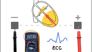 ECGs  How they work [upl. by Ennaylime]