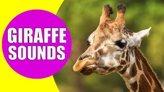 GIRAFFE SOUNDS  Learn Animals with Kiddopedia Shorts [upl. by Tymes]