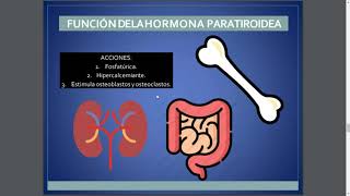 HORMONA PARATIROIDEA Y CALCITONINA [upl. by Abisha]