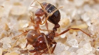 Crazy Ants Detoxify the Venom of Fire Ants [upl. by Nysa571]