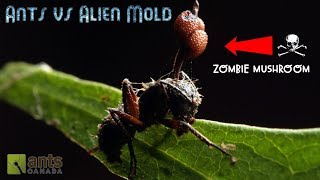 Ants vs Alien Mold [upl. by Entsirhc]