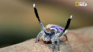 La danse de l’araignée pan [upl. by Aidin]