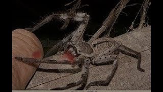 Documentaire Les Araignées Géantes en français partie 2 [upl. by Bish]