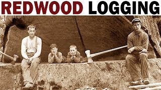 Redwood Logging  1946  Documentary on the Giant Redwood Lumber Industry in California [upl. by Lose]