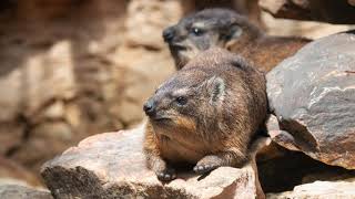 UpClose Cuteness With Rock Hyrax [upl. by Areta616]