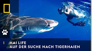 HAI LIFE  Auf der Suche nach Tigerhaien  National Geographic [upl. by Lyndes]