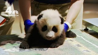 Smithsonian National Zoo Happy With Panda Cubs Progress [upl. by Kyle]