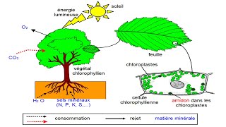 La Photosynthèse cours de physiologie végétale [upl. by Cohligan]