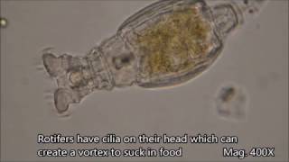 Rotifers under the microscope [upl. by Icart]