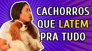 COMO CONTROLAR O LATIDO DO SEU CACHORRO com Bruno Leite [upl. by Lyndell]