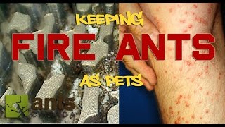 How to Keep Fire Ants As Pets [upl. by Alahc980]