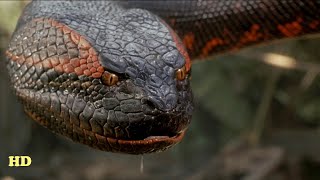 Anaconda Documentary  The Giant Monster  National Geographic Documentary 2020 HD [upl. by Haleak]