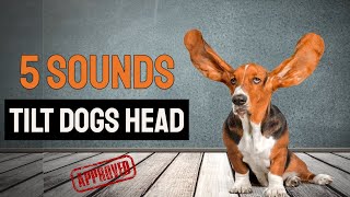 5 Sounds To Tilt Dogs Head  GUARANTEED [upl. by Wier]