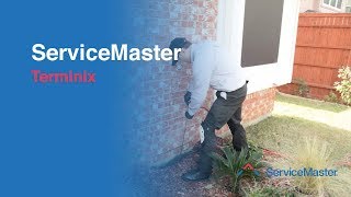 Terminix  Termite Services  ServiceMaster [upl. by Armillia]