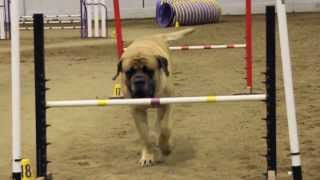 Mastiff Competing At Dog Agility [upl. by Jews]