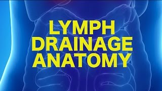 Lymph Anatomy amp Drainage  USMLE [upl. by Sihtam]